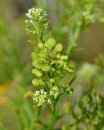 Least pepperwort