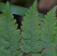 Krhka priščanica – Cystoperis fragilis