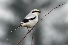 Great grey shrike 