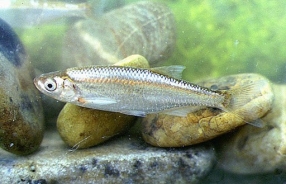 Zelenika (Alburnus alburnus)