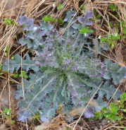 Prickly lettuce