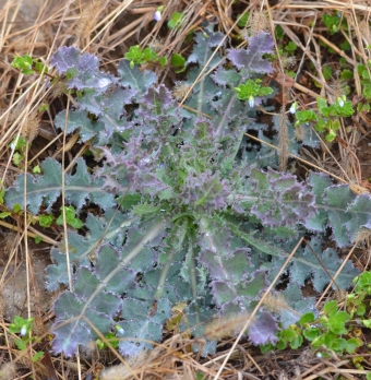 Lattuga selvatica