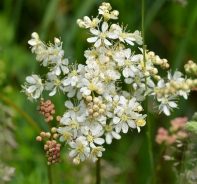 Dropwort 