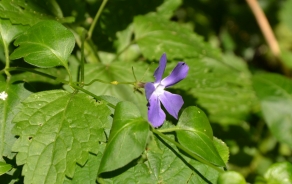 Lesser periwinkle