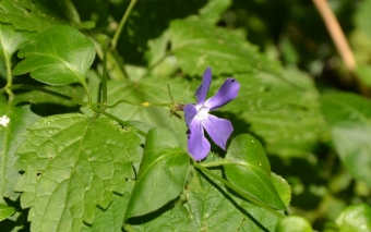 Pervinca minore