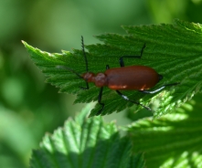 Cardinal beetle