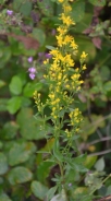 European goldenrod