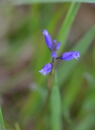 Dwarf milkwort