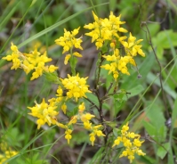 German greenweed