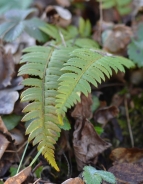 Bodeča podlesnica – Polystichum lobatum