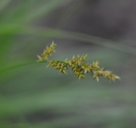 Elongated sedge