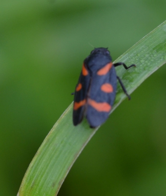 Navadna pljunkarica (Velika črna slinarica) 