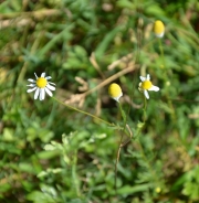 Camomilla comune