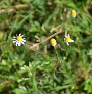 Wild chamomile