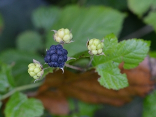 Sinjezelena robida | Rastlina | Life Habitats