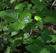 Sinjezelena robida – Rubus caesius L.