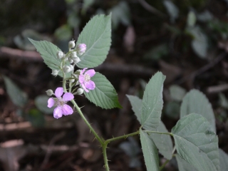 Sinjezelena robida | Rastlina | Life Habitats