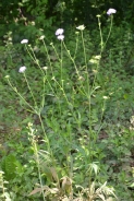 Field scabious