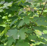 Norway maple