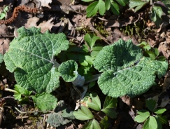 Woolly burdock