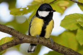 Great tit