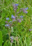 Garden anchusa