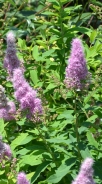 Vrbovolistna medvejka – Spiraea salicifolia