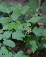 Baneberry