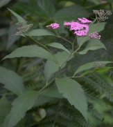 Japanese meadowsweet