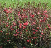 Japanese quince