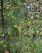 Eastern white pine