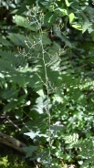 Navadni zajčji lapuh  - Mycelis muralis (L.) Dumort.