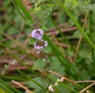 Menta poleggio
