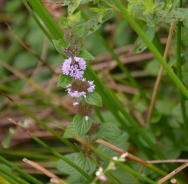 European pennyroyal