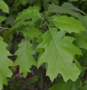 Quercia rossa