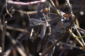 Crane flies