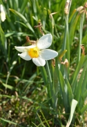 Poet's daffodil