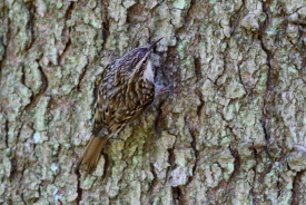 The Short-Toed Treecreeper 