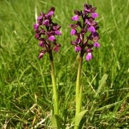 Green-winged orchid