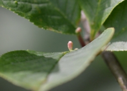 Bird cherry-oat aphid