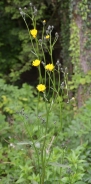 Gozdna škržolica - Hieracium murorum