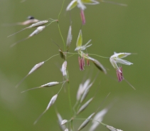 Avena pubescente