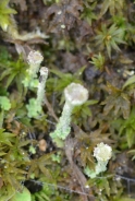 Pebbled cup lichen