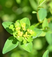 Euforbia palustre