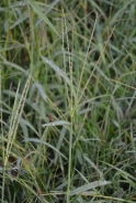 Bermuda grass