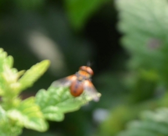 Muha goseničarka – Ectophasia crassipennis