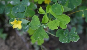 Common yellow woodsorrel 