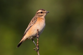 Whinchat