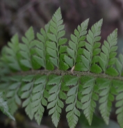 Narrow buckler-fern 