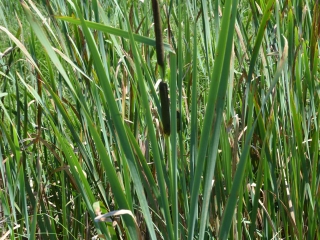 Širokolistni rogoz | Rastlina | Life Habitats